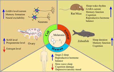 Melatonin for premenstrual syndrome: A potential remedy but not ready